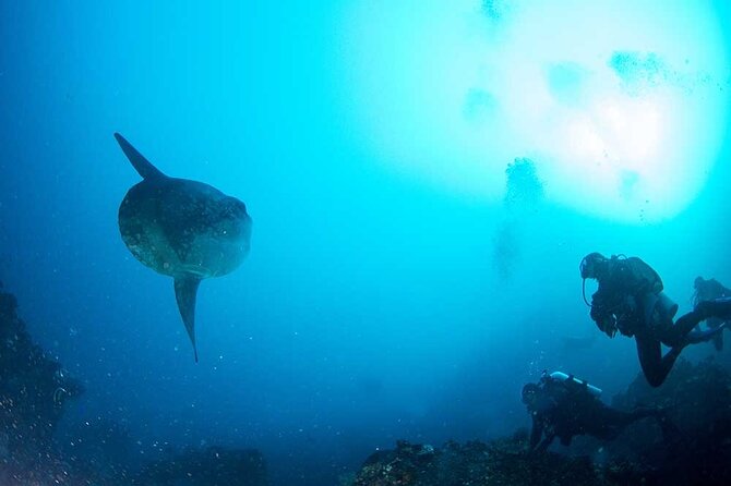 Two fun dives morning trip (Certified Divers only) - Why this Nusa Penida trip works well for a short morning
