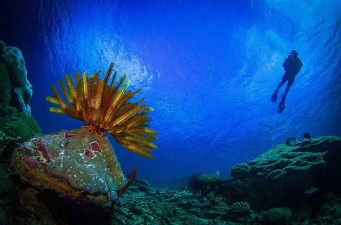 Two fun dives morning trip (Certified Divers only) - First site: look for mantas, but keep expectations sensible