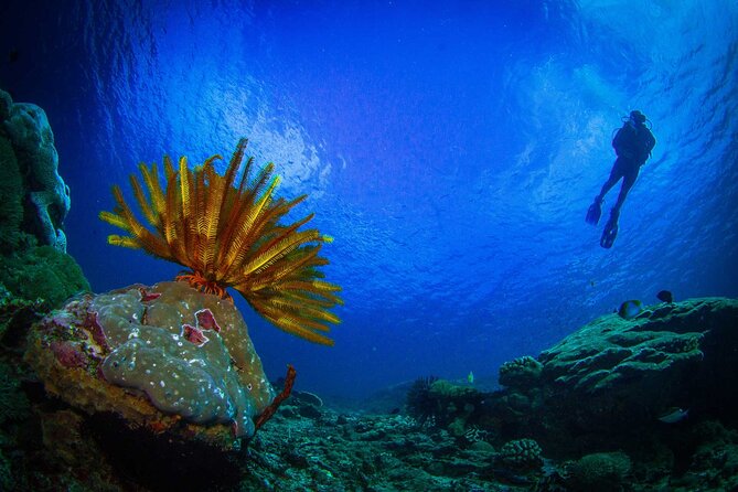 Two fun dives morning trip (Certified Divers only) - Second site: reefs, fish, and a change of scenery