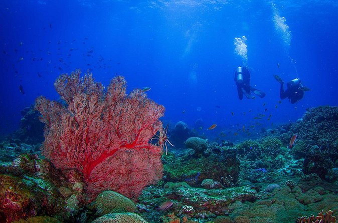 Two fun dives morning trip (Certified Divers only) - What the $140.87 price includes