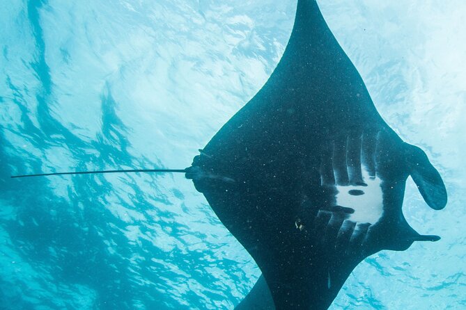 Two fun dives morning trip (Certified Divers only) - 7:00 a.m. at Ped: what happens before the boat leaves