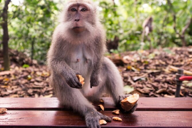 Ubud 1 Day Tour (Private & All-Inclusive) - Key points to know before booking