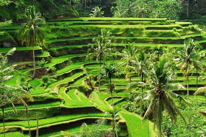 Ubud 1 Day Tour (Private & All-Inclusive) - Who will get the most from this tour