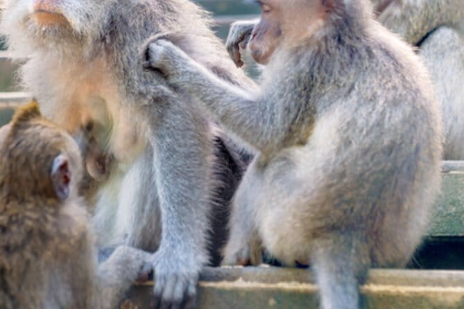 Ubud 1 Day Tour (Private & All-Inclusive) - Monkey Forest: a shaded cultural walk