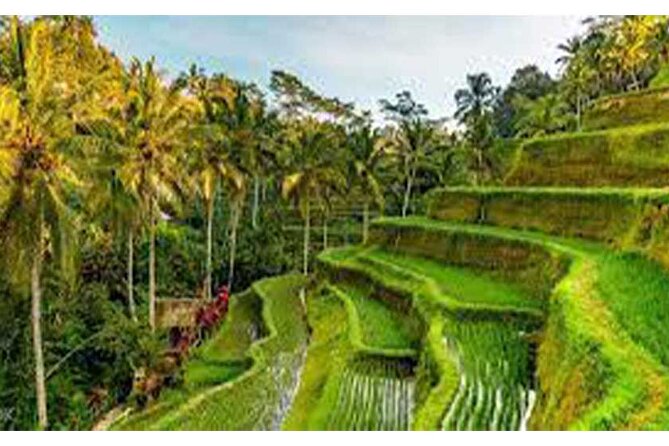 Ubud ATV Quad Bike, Monkey Forest and Rice Terrace - Why this Bali day works well