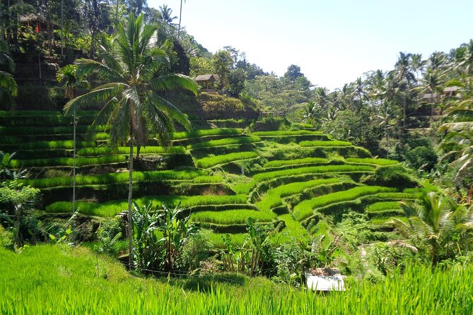 Ubud ATV ride Adventure and water rafting - Pickup, timing, and transport