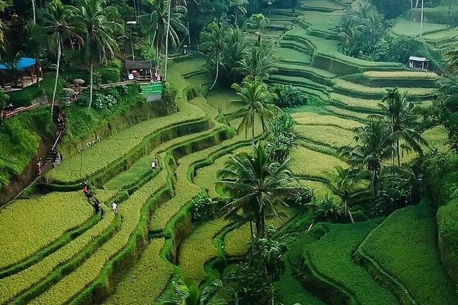 Ubud Bali Driver ( Bali Custom Tour ) - Sacred Monkey Forest: nature and temples in Ubud