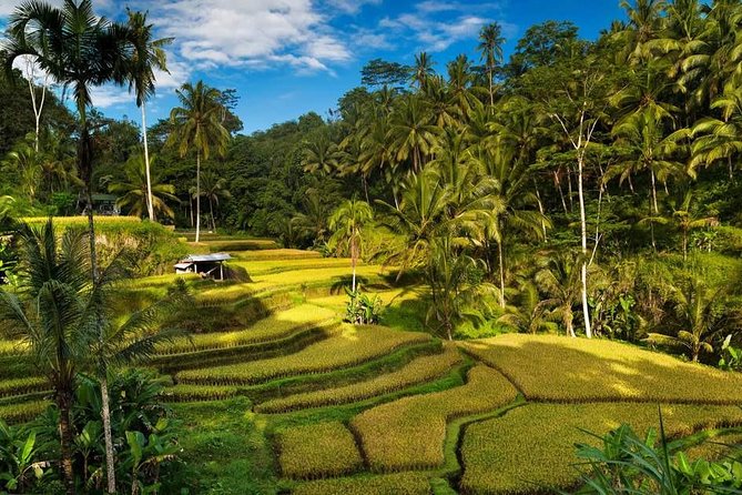 Ubud City Tour II: Monkey Forest, Palace, Art Market, and Rice Terrace - Tegalalang Rice Terrace: The Best Countryside View