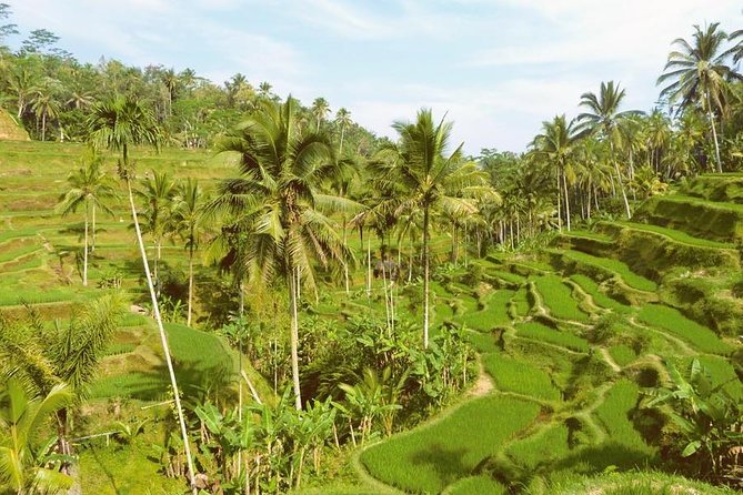 Ubud Combine Mount Batur Kintamani Tour - Ubud Monkey Forest and the schedule question