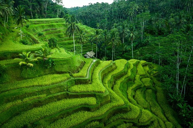 Ubud Countryside Tour: Campuhan Ridge Walk and Rice Terrace - What the $40 price really covers
