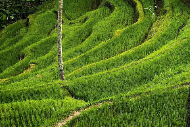 Ubud Cultural Day Tour: A Day for Balinese Cultural Experience - Sacred Monkey Forest and the guardians of Pura Dalem