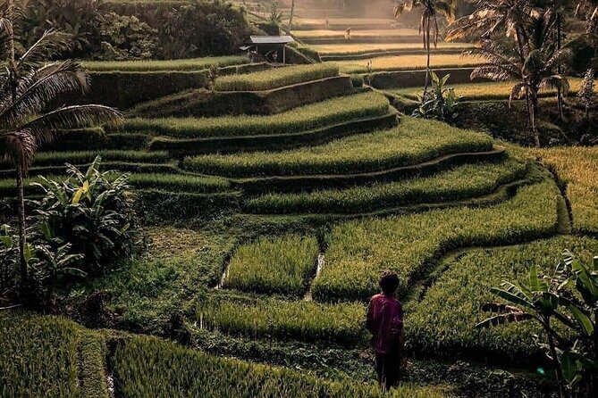 Ubud Customized Full Day Tour - Visit Most favorite In Ubud - Tirta Empul Temple and Bali’s sacred springs