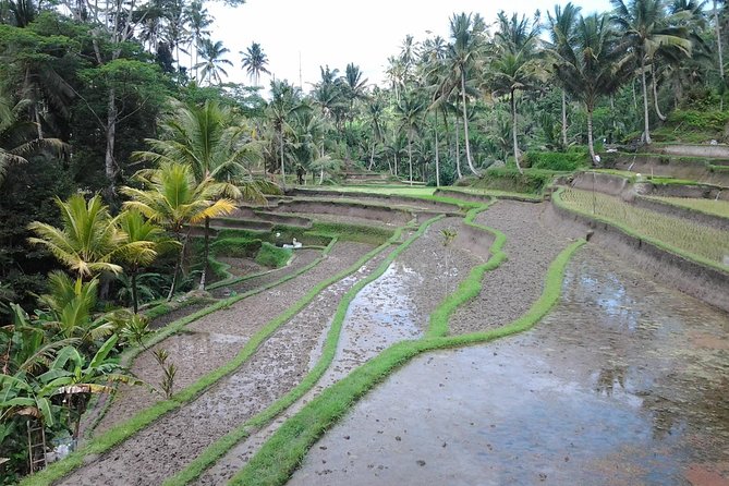 Ubud Customized Private Tour - Tegalalang Rice Terrace and the price of the swing