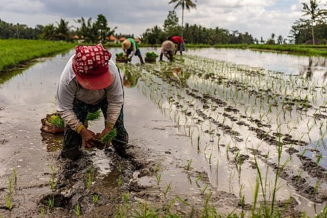 Ubud: Downhill Cycling with Volcano, Rice Terraces and Meal - A local school and a closer look at village life