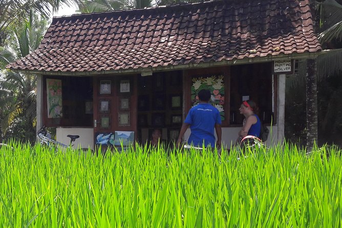 Ubud Eco Culture Cycling Exploration - Abangan’s rice fields and a young coconut break