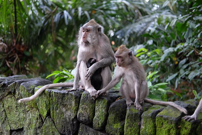 Ubud Experience ; Swing, Waterfalls, Art Market, Rice Terrace - Why this Ubud day trip works for first-time visitors