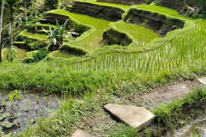 Ubud Explorer Private Day Tour - Why the private guide can make the difference