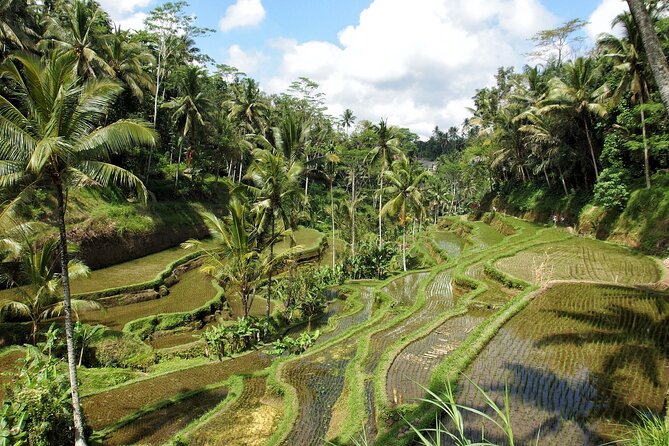 Ubud Explorer Private Day Tour - Is $52 per person good value?