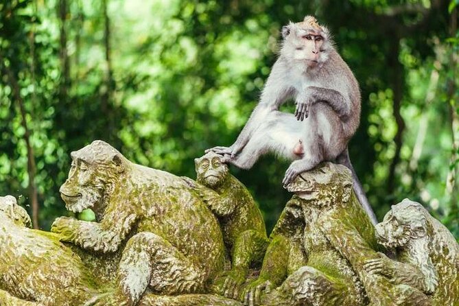 Ubud Full Day Tour Waterfall Monkey Forest Rice Terrace - Tegalalang Rice Terrace: views shaped by farming