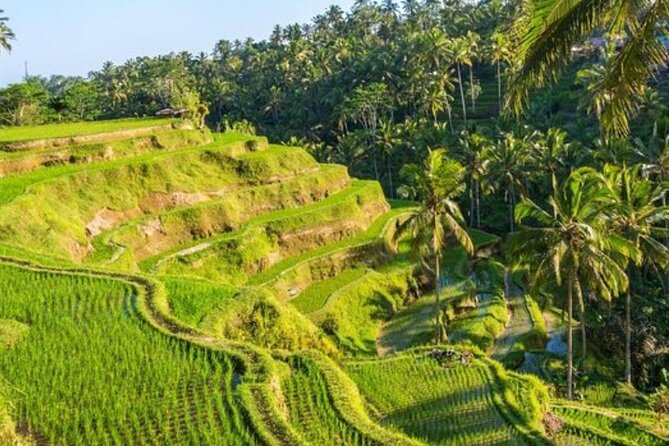 Ubud Full Day Tour Waterfall Monkey Forest Rice Terrace - Tirta Empul Temple: a sacred water site