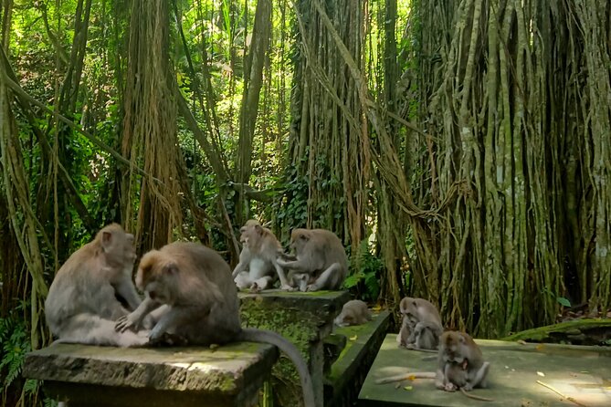 Ubud Guided Tour Monkey Forest, Waterfall, Temple & Rice Terrace. - Tirta Empul’s Spring Water and Sacred Ritual