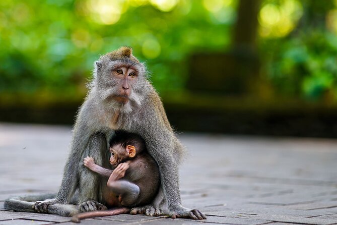 Ubud Highlight: Best of Ubud Private Day Tour with Local Guide - What this private Ubud day tour actually gives you