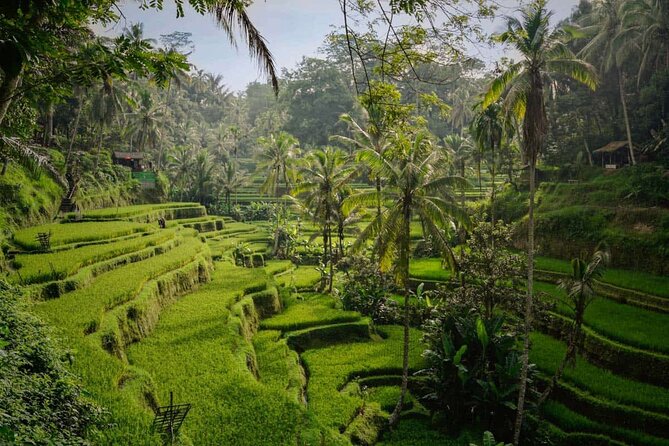 Ubud Highlight: Best of Ubud Private Day Tour with Local Guide - Walking the Tegalalang Rice Terrace for 40 minutes