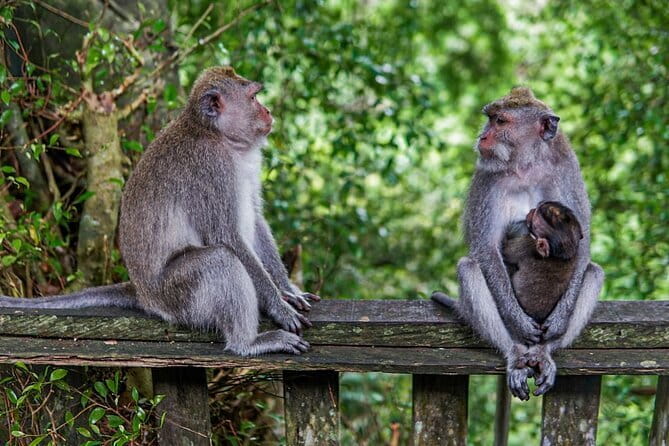 Ubud Highlight Private Charter with Jungle Swing - Celuk Silver Village and Ubud Art Market