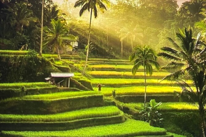Ubud Highlight Rice Terrace,Waterfall,Temple and Art village - Five things to know before booking