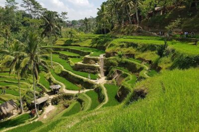 Ubud Highlights Rice Terraces, Temple, Waterfall & Monkeys forest