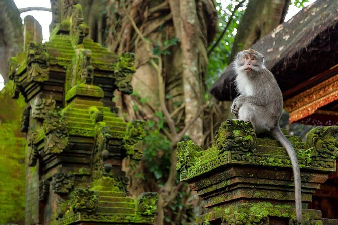 Ubud Highlights Rice Terraces, Temple, Waterfall & Monkeys forest - What Private Transport Adds at $27.37