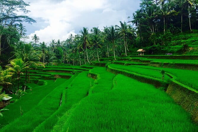 Ubud Highlights Tour ( Private All-Inclusive ) - How the private Ubud day works
