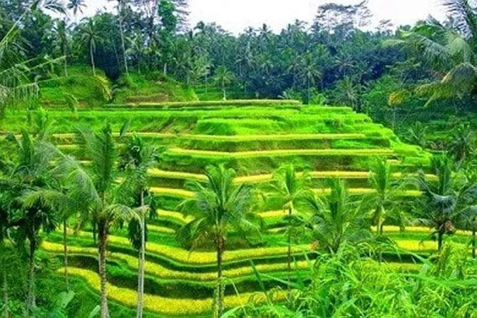 Ubud: Holy Water Temple, Volcano View, Rice Terrace, MonkeyForest - Key points to know before booking