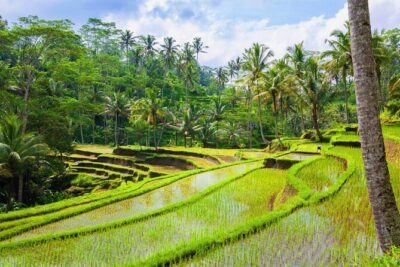 Ubud Jungle Adventure: Tirta Empul & Bali Swing
