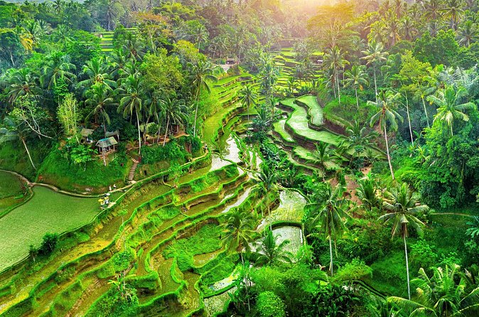 Ubud Jungle Adventure: Tirta Empul & Bali Swing - Private transport is the practical advantage