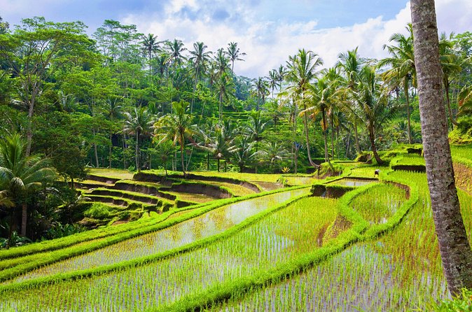 Ubud Jungle Adventure: Tirta Empul & Bali Swing - What the $64 price really covers