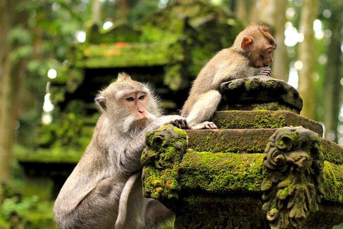 Ubud Jungle Adventure: Tirta Empul & Bali Swing - Who should book this private Ubud outing?