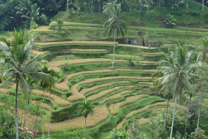 Ubud Kintamani Tour - What this 10-hour Bali route does well