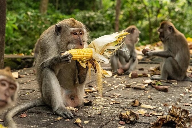 Ubud Monkey Forest - Rice Terrace - Jungle Swing - Water Temple - Why this Bali day trip works