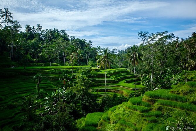 Ubud Monkey Forest - Rice Terrace - Jungle Swing - Water Temple - Tegenungan Waterfall: a refreshing change of pace