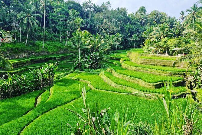 Ubud Monkey Forest - Rice Terrace - Jungle Swing - Water Temple - Timing, transport, and the real cost