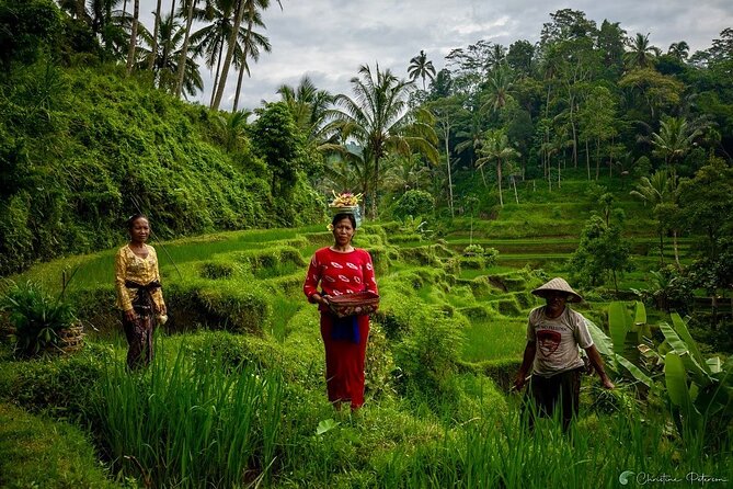 Ubud Monkey Forest - Rice Terrace - Jungle Swing - Water Temple - Who should book this private Ubud outing?
