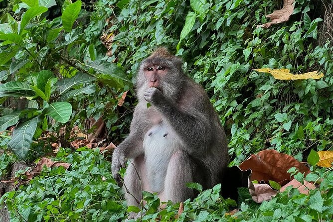Ubud Monkey Forest - Rice Terrace - Jungle Swing - Water Temple - Monkey Forest: close encounters in a sacred setting