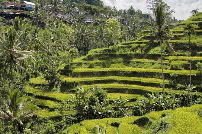 Ubud Monkey Forest, Rice Terrace & Tirta Empul Temple Tour - Seeing the stepped fields at Tegalalang Rice Terrace
