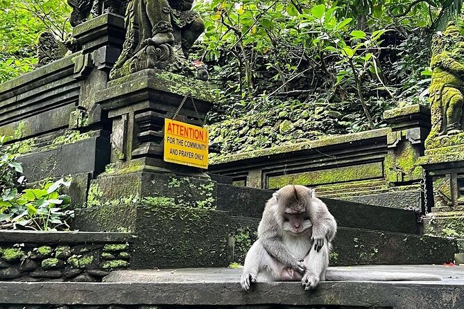 Ubud Monkey Forest, Rice Terrace & Tirta Empul Temple Tour - The optional Ubud Jungle Swing