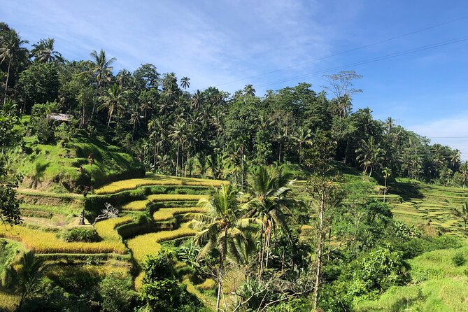 Ubud : Monkey Forest, Rice Terrace, Waterfall, Swing - What the day is really like