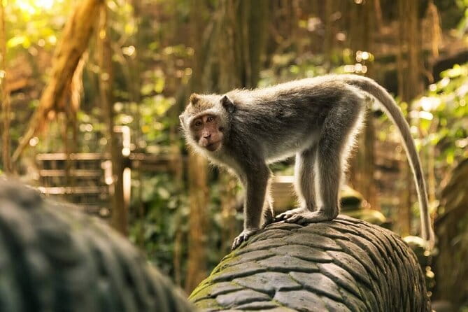 Ubud: Monkey Forest, Rice Terraces and Jungle Swing Tour - Key points to know before booking