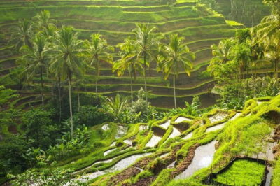 Monkey Forest, Rice Terraces and Jungle Swing Tour