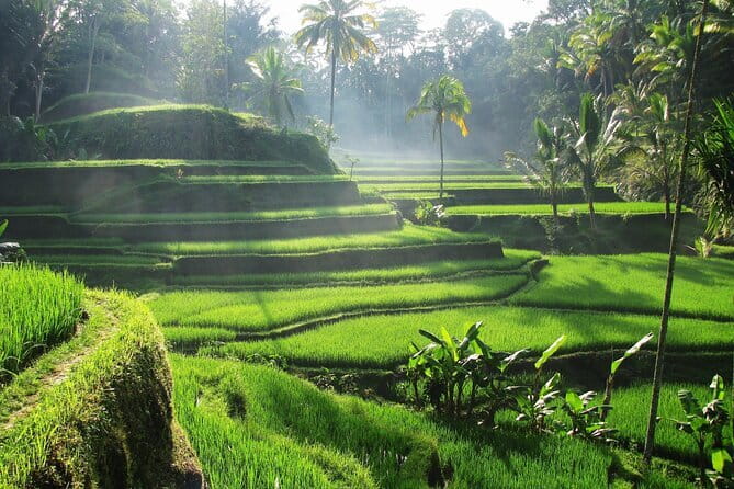 Ubud: Monkey Forest, Rice Terraces and Jungle Swing Tour - How the private format changes the day