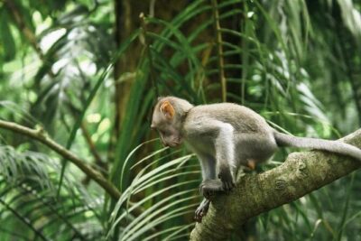 Ubud Monkey Forest, Scenic Rice Terrace with Swing and Waterfall